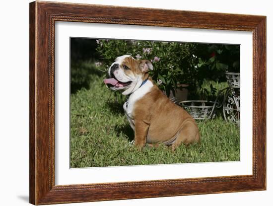 French Bulldog 53-Bob Langrish-Framed Photographic Print