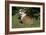 French Bulldog 53-Bob Langrish-Framed Photographic Print