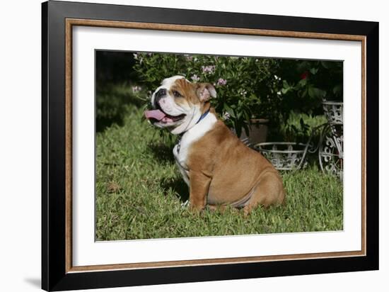 French Bulldog 53-Bob Langrish-Framed Photographic Print