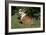 French Bulldog 53-Bob Langrish-Framed Photographic Print