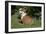 French Bulldog 53-Bob Langrish-Framed Photographic Print