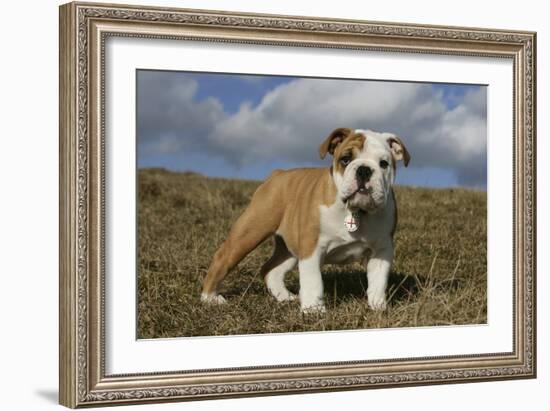 French Bulldog 59-Bob Langrish-Framed Photographic Print