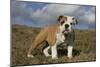 French Bulldog 59-Bob Langrish-Mounted Photographic Print