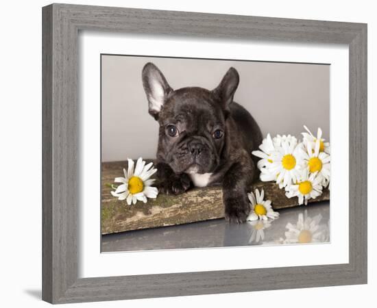 French Bulldog and Chamomile-Lilun-Framed Photographic Print