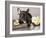 French Bulldog and Chamomile-Lilun-Framed Photographic Print