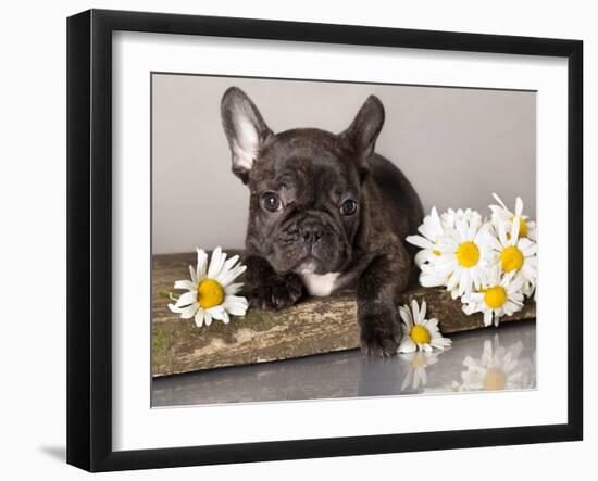 French Bulldog and Chamomile-Lilun-Framed Photographic Print