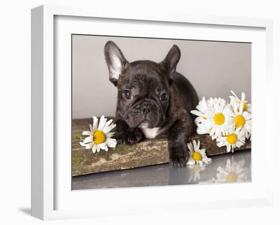 French Bulldog and Chamomile-Lilun-Framed Photographic Print