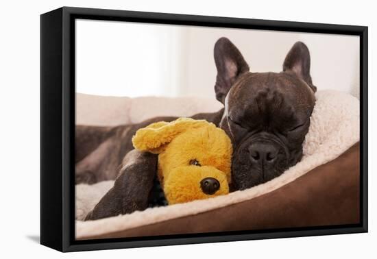 French Bulldog Dog Having a Sleeping and Relaxing a Siesta in Living Room, with Doggy Teddy Bear-Javier Brosch-Framed Premier Image Canvas