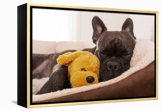 French Bulldog Dog Having a Sleeping and Relaxing a Siesta in Living Room, with Doggy Teddy Bear-Javier Brosch-Framed Premier Image Canvas