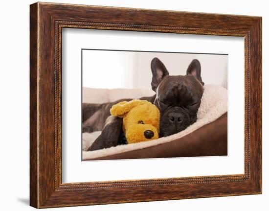 French Bulldog Dog Having a Sleeping and Relaxing a Siesta in Living Room, with Doggy Teddy Bear-Javier Brosch-Framed Photographic Print