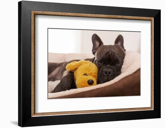 French Bulldog Dog Having a Sleeping and Relaxing a Siesta in Living Room, with Doggy Teddy Bear-Javier Brosch-Framed Photographic Print