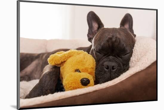 French Bulldog Dog Having a Sleeping and Relaxing a Siesta in Living Room, with Doggy Teddy Bear-Javier Brosch-Mounted Photographic Print