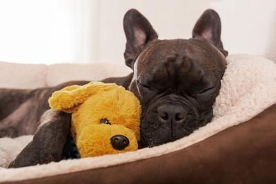 french bulldog teddy bear