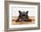 French Bulldog Dog Waiting and Begging to Go for a Walk with Owner , Sitting or Lying on Doormat-Javier Brosch-Framed Photographic Print