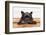 French Bulldog Dog Waiting and Begging to Go for a Walk with Owner , Sitting or Lying on Doormat-Javier Brosch-Framed Photographic Print