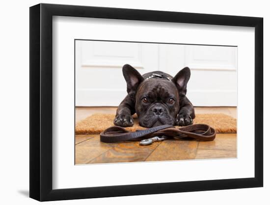 French Bulldog Dog Waiting and Begging to Go for a Walk with Owner , Sitting or Lying on Doormat-Javier Brosch-Framed Photographic Print