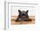 French Bulldog Dog Waiting and Begging to Go for a Walk with Owner , Sitting or Lying on Doormat-Javier Brosch-Framed Photographic Print