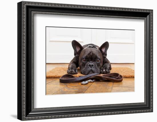 French Bulldog Dog Waiting and Begging to Go for a Walk with Owner , Sitting or Lying on Doormat-Javier Brosch-Framed Photographic Print