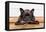 French Bulldog Dog Waiting and Begging to Go for a Walk with Owner , Sitting or Lying on Doormat-Javier Brosch-Framed Premier Image Canvas