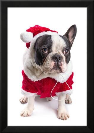 French Bulldog In Santa Costume For Christmas Over White Photographic Print Patryk Kosmider Art Com