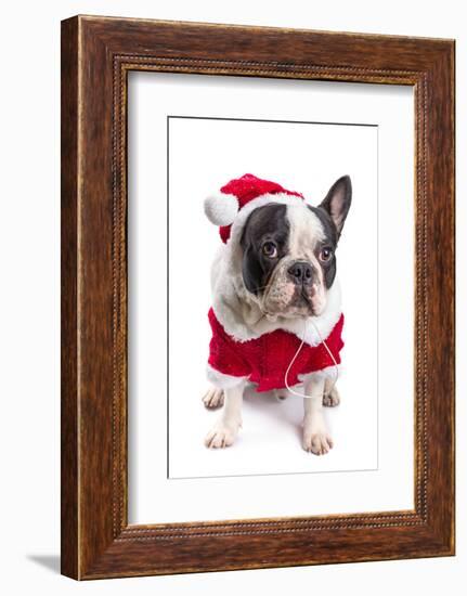 French Bulldog in Santa Costume for Christmas over White-Patryk Kosmider-Framed Photographic Print