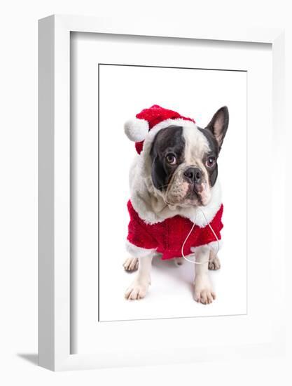 French Bulldog in Santa Costume for Christmas over White-Patryk Kosmider-Framed Photographic Print