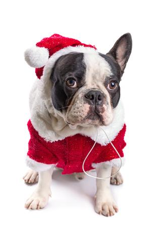 santa bulldog