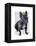 French Bulldog King-Fab Funky-Framed Stretched Canvas