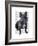 French Bulldog King-Fab Funky-Framed Art Print