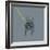 French Bulldog on Grey-Dominique Vari-Framed Art Print