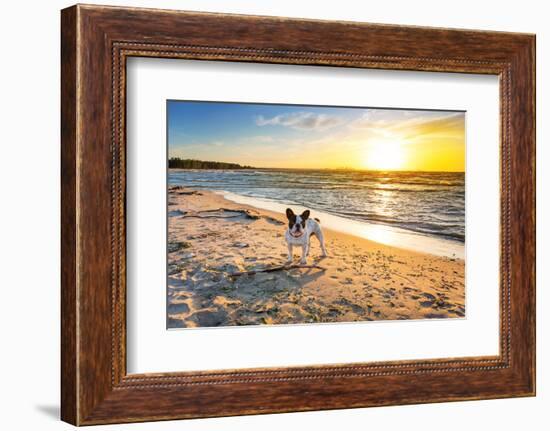 French Bulldog on the Beach at Sunset-Patryk Kosmider-Framed Photographic Print