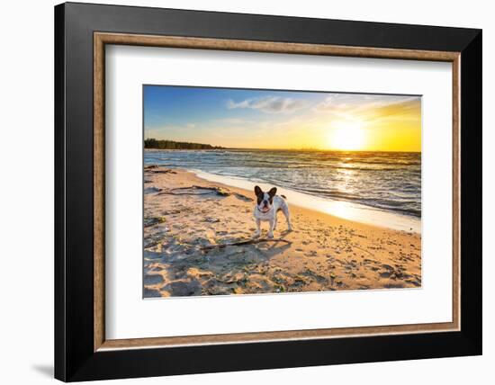 French Bulldog on the Beach at Sunset-Patryk Kosmider-Framed Photographic Print