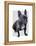 French Bulldog Plain-Fab Funky-Framed Stretched Canvas