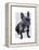 French Bulldog Plain-Fab Funky-Framed Stretched Canvas