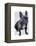 French Bulldog Plain-Fab Funky-Framed Stretched Canvas