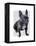 French Bulldog Plain-Fab Funky-Framed Stretched Canvas