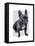 French Bulldog Plain-Fab Funky-Framed Stretched Canvas