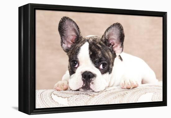 French Bulldog Puppy , 3 Months-Lilun-Framed Premier Image Canvas
