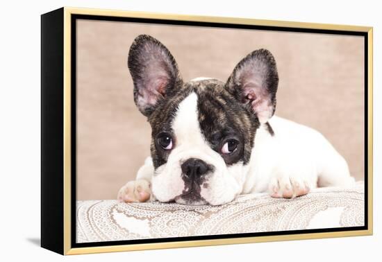 French Bulldog Puppy , 3 Months-Lilun-Framed Premier Image Canvas