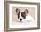 French Bulldog Puppy , 3 Months-Lilun-Framed Photographic Print