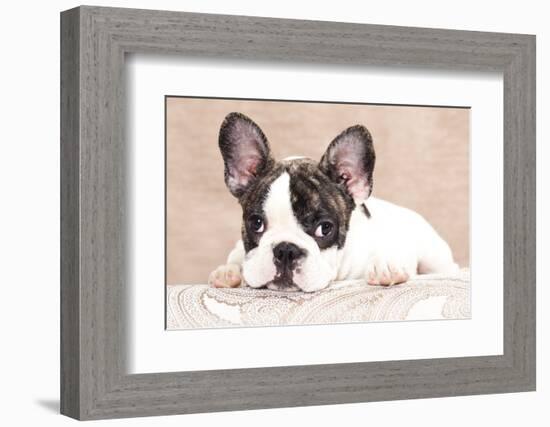 French Bulldog Puppy , 3 Months-Lilun-Framed Photographic Print