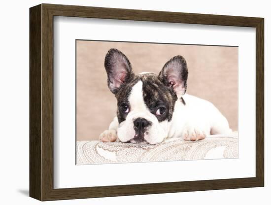 French Bulldog Puppy , 3 Months-Lilun-Framed Photographic Print