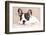 French Bulldog Puppy , 3 Months-Lilun-Framed Photographic Print