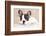 French Bulldog Puppy , 3 Months-Lilun-Framed Photographic Print