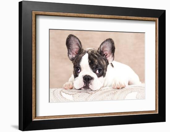 French Bulldog Puppy , 3 Months-Lilun-Framed Photographic Print