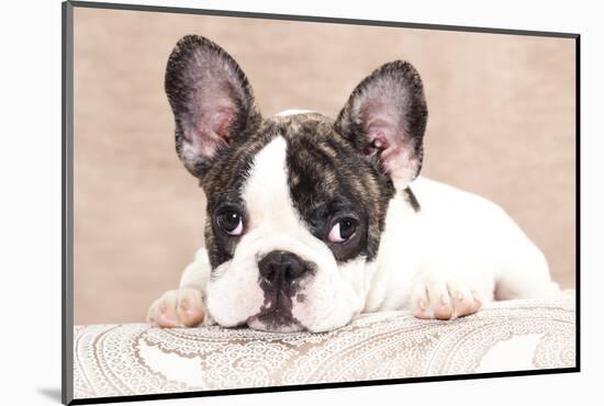 French Bulldog Puppy , 3 Months-Lilun-Mounted Photographic Print