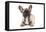 French Bulldog Puppy in Studio-null-Framed Premier Image Canvas