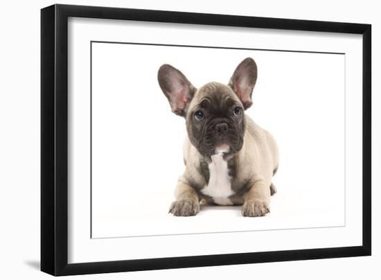 French Bulldog Puppy in Studio-null-Framed Photographic Print