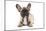 French Bulldog Puppy in Studio-null-Mounted Photographic Print