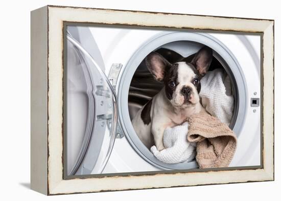 French Bulldog Puppy inside the Washing Machine-Patryk Kosmider-Framed Premier Image Canvas
